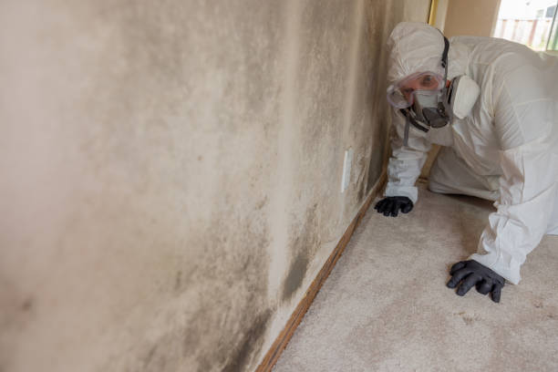 Why You Should Choose Our Mold Remediation Services in Russell, PA